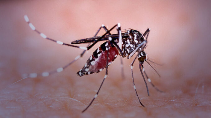 aedes