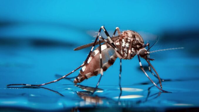 aedes-imagem