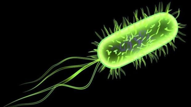 bacteria-escherichia