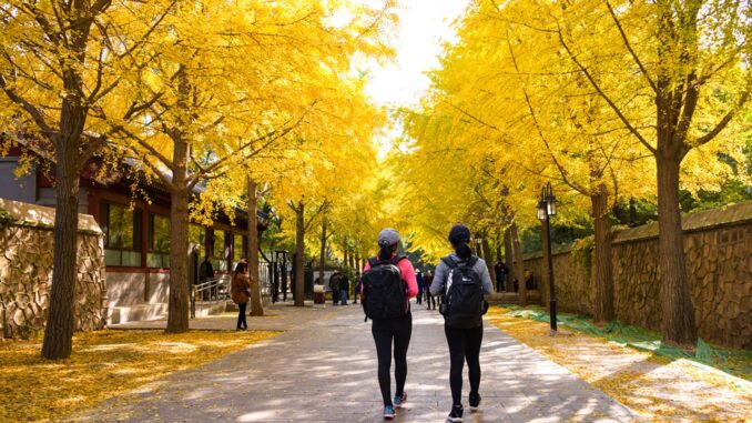 Golden Ginkgo Trees In Beijing